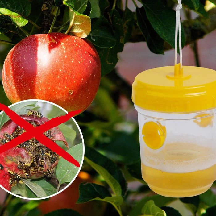 Gardigo Wespenfalle Wespenfänger 2er Set, Gelb, Zum Aufhängen, Lockstoff-Falle 6 Gardigo Wespenfalle Wespenfänger 2er Set, Gelb, Zum Aufhängen, Lockstoff-Falle – Bild 6