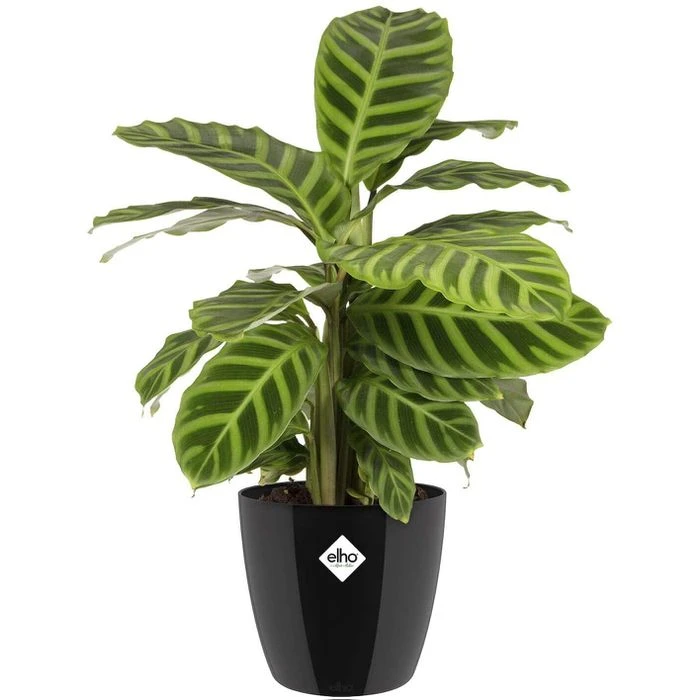 Elho Übertopf Brussels Diamond Rund, Schwarz, Ø 29 X H 27 Cm, Kunststoff 2 Elho Übertopf Brussels Diamond Rund, Schwarz, Ø 29 X H 27 Cm, Kunststoff – Bild 2