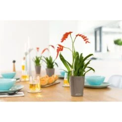 Lechuza Übertopf MINI-DELTINI, Taupe Hochglanz, 10 X 10 X 13 Cm, Kunststoff, Erdbewässerungssystem 7 Lechuza Übertopf MINI-DELTINI, Taupe Hochglanz, 10 X 10 X 13 Cm, Kunststoff, Erdbewässerungssystem -Drogerie - Gesundheit Geschäft af917eefe04cd53df8dfc00392005ce98d406d09 uebertopf lechuza mini deltini taupe hochglanz