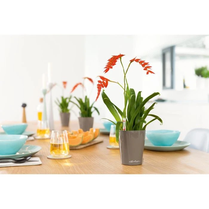 Lechuza Übertopf MINI-DELTINI, Taupe Hochglanz, 10 X 10 X 13 Cm, Kunststoff, Erdbewässerungssystem 3 Lechuza Übertopf MINI-DELTINI, Taupe Hochglanz, 10 X 10 X 13 Cm, Kunststoff, Erdbewässerungssystem – Bild 3