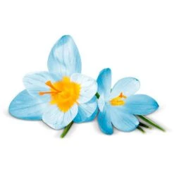 Airwick Premium Duftspray Pure Frühlingsfrische -Drogerie - Gesundheit Geschäft df43010d1c3bee569cdb89ad8e21646438b6fe07 raumduft airwick pure 250 ml